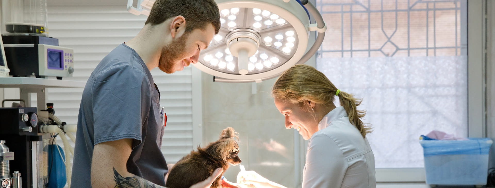 veternarians examining dog