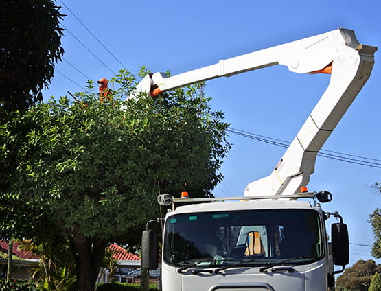 Tree trimmer trimming a tree growing under a electric power line