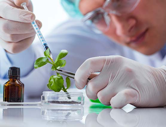 Image of scientist examining a plant