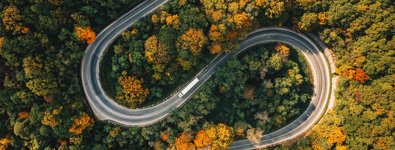 curvy road amongst trees