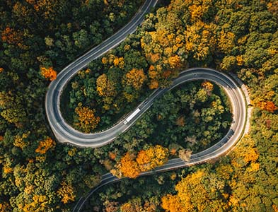 curvy road amongst trees