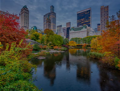 view of skyline and trees in New York City park